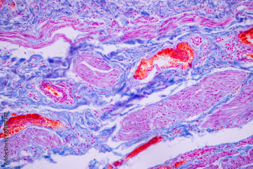 Tableau sur toile Histological Smooth muscle human under the microscope for education