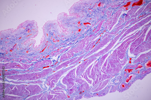 Histological Smooth muscle human under the microscope for education.