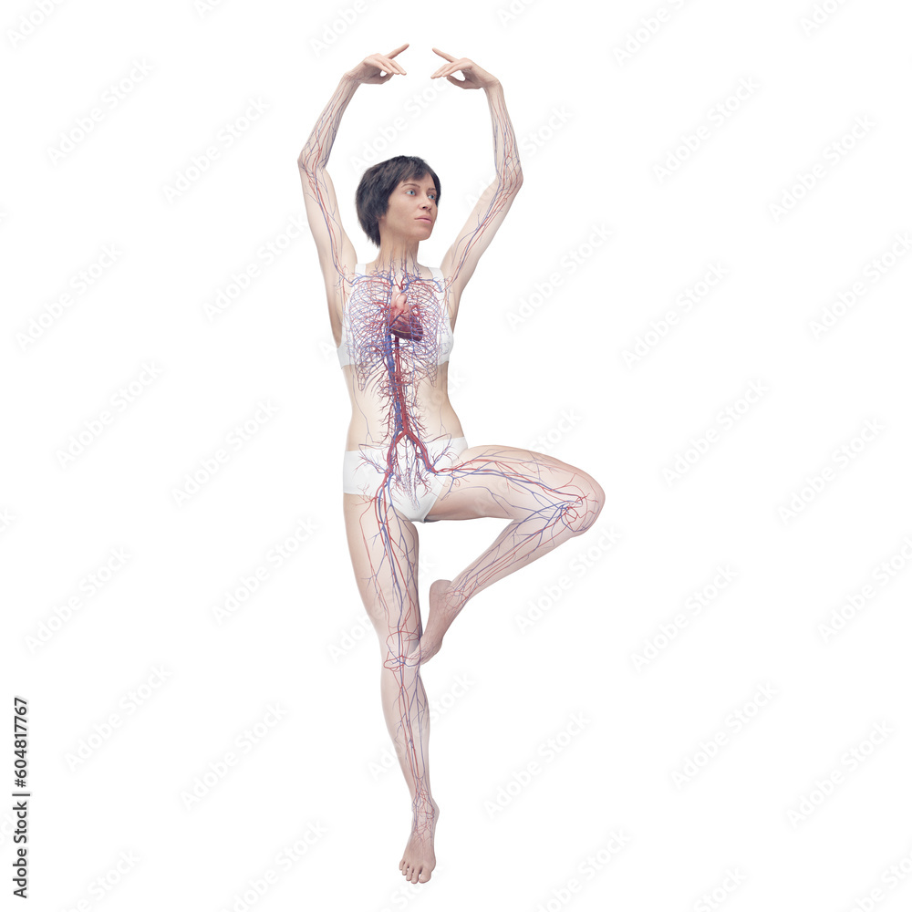 3D Rendered Medical Illustration of Female Anatomy - Cardiovascular System 3D Rendered Medical Illustration of Female Anatomy - Cardiovascular System