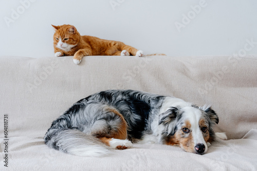 Red cat and grey dog lives together. Friendship between pets. Life with several domestic animal in apartment. Australian shepherd breed. Cohabitation between different species.