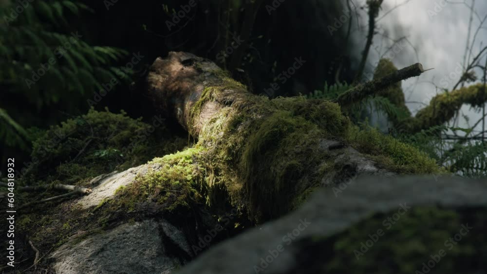 A majestic fallen tree trunk bathed in sunlight rests before a cascading waterfall, creating a picturesque fusion of nature's beauty and tranquility. A majestic fallen tree trunk bathed in sunlight rests before a cascading waterfall, creating a picturesque fusion of nature's beauty and tranquility.