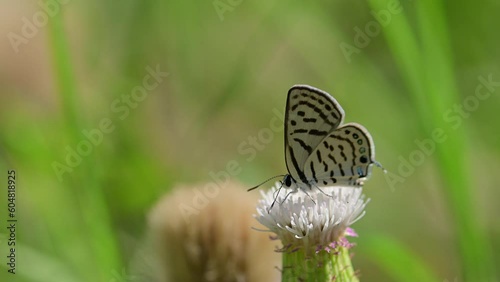 Blue pierrots (Genus Tarucus) feeding on Wild Flower photo