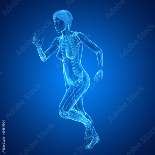 3D Rendered Medical Illustration of Female Anatomy - Skeletal System. © Sebastian Kaulitzki