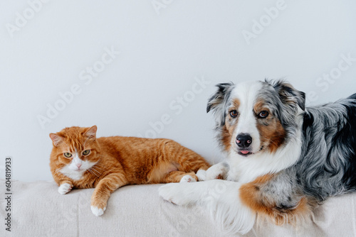 Fototapeta Naklejka Na Ścianę i Meble -  Red cat and grey dog lives together. Friendship between pets. Life with several domestic animal in apartment. Australian shepherd breed. Cohabitation between different species.