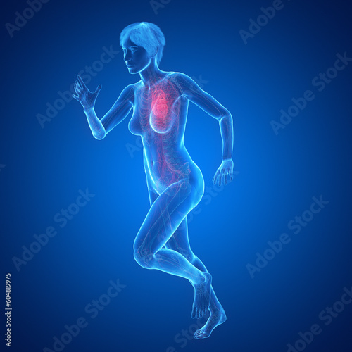 3D Rendered Medical Illustration of Female Anatomy - Cardiovascular System © Sebastian Kaulitzki