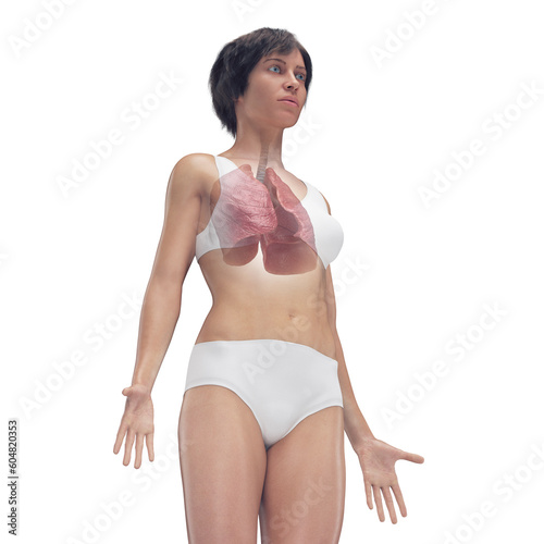 3D Rendered Medical Illustration of Female Anatomy - the lungs.