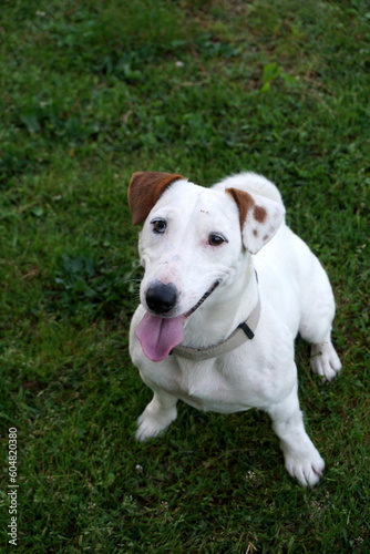 jack russell terrier