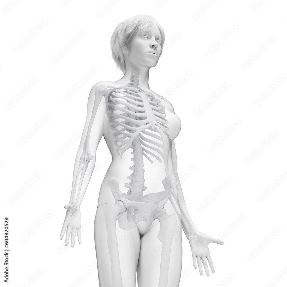 Fototapeta premium 3D Rendered Medical Illustration of Female Anatomy - Skeletal System.