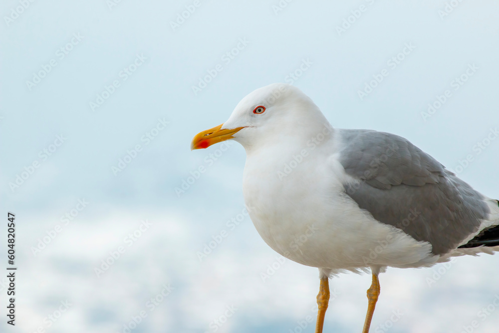 White clean seagull standing on the stone. White clean seagull standing on the stone.