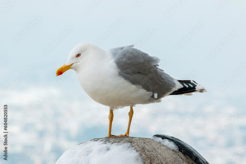Fototapeta premium White clean seagull standing on the stone.