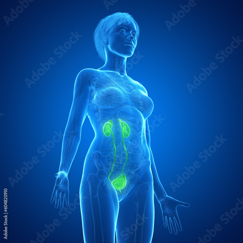 3d medical illustration of the urinary tract