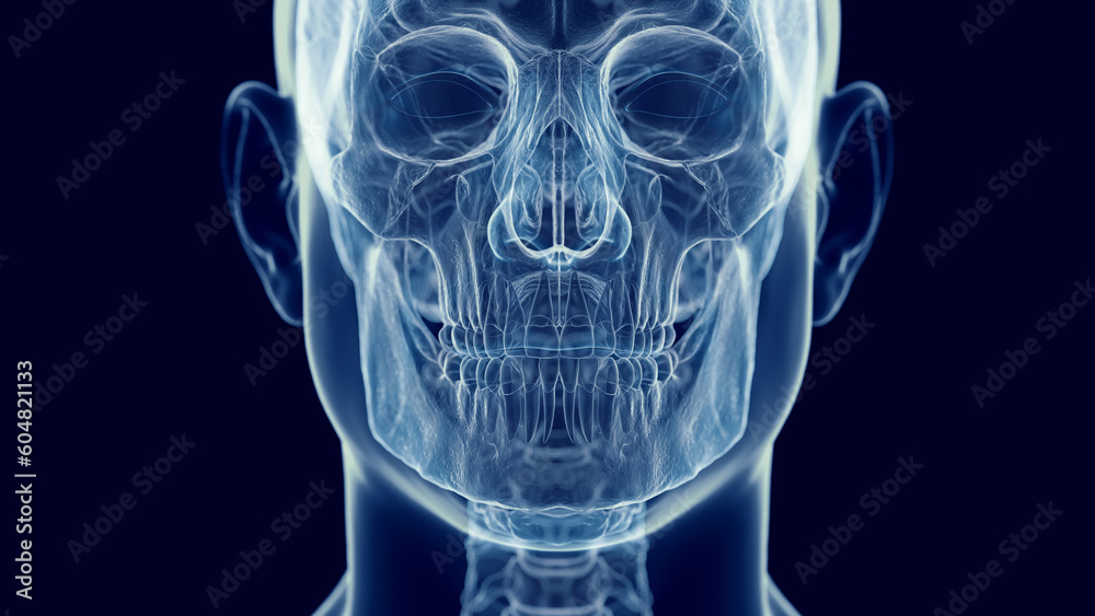 3d medical illustration of a man's skull and cervical spine 3d medical illustration of a man's skull and cervical spine
