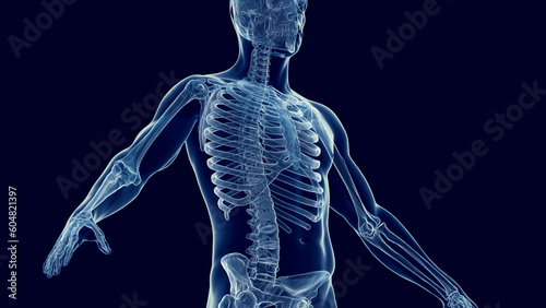 3d medical illustration of a man's skeletal system