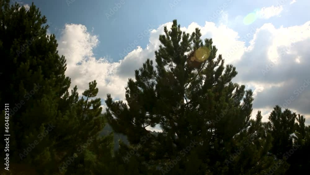 Trees and Mountains in the Forest. Trees and Mountains in the Forest.