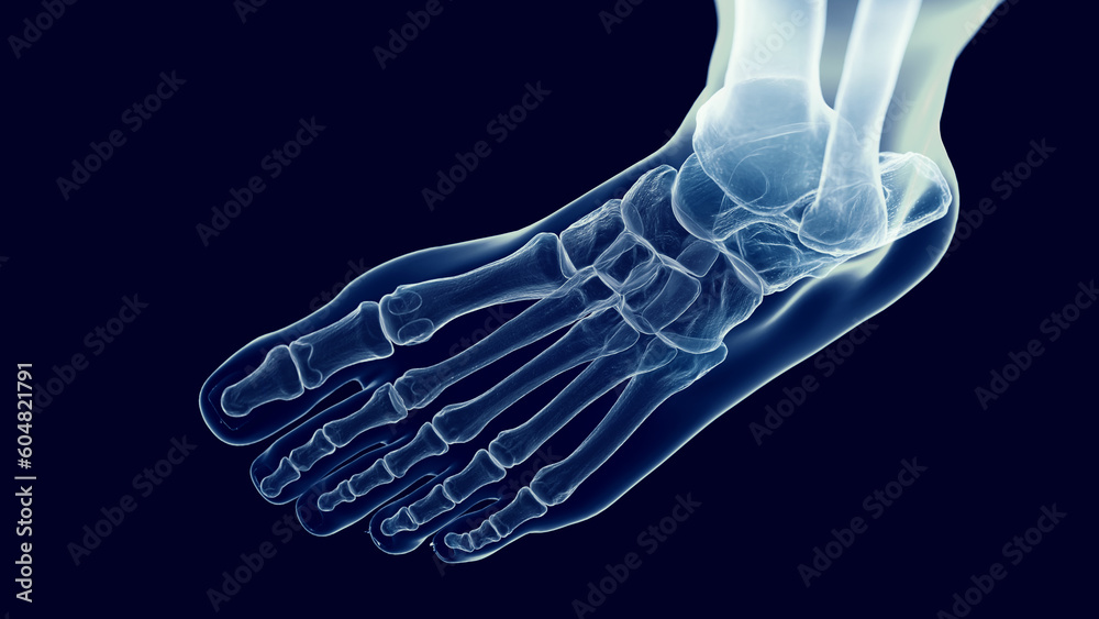 3D Rendered Medical Illustration of the bones of the foot