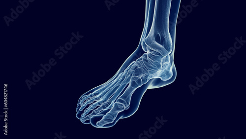 3D Rendered Medical Illustration of the bones of the foot