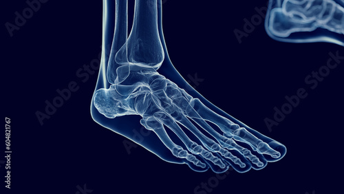 3D Rendered Medical Illustration of the bones of the foot photo
