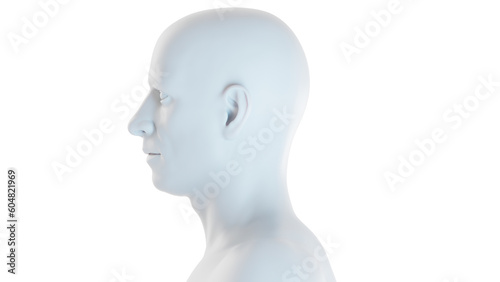 3d medical illustration of the Male body