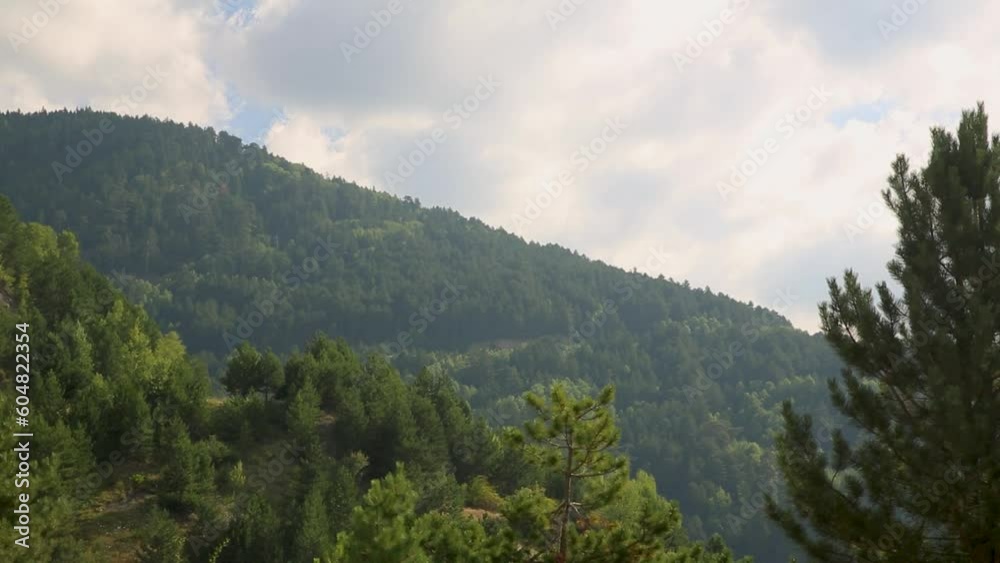 Trees and Mountains in the Forest. Trees and Mountains in the Forest.