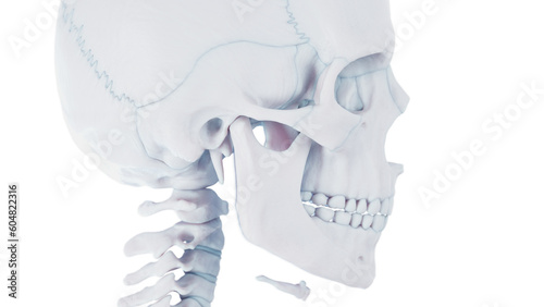 3d medical illustration of a man's skull and cervical spine