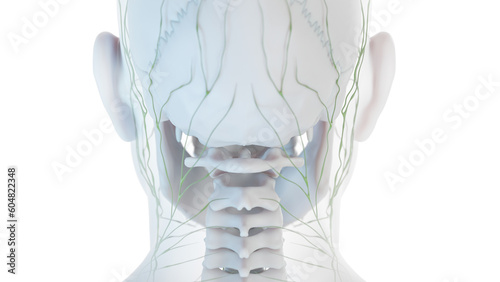 Fototapeta Naklejka Na Ścianę i Meble -  3D Rendered Medical Illustration of Male Anatomy - The Lymphatic System