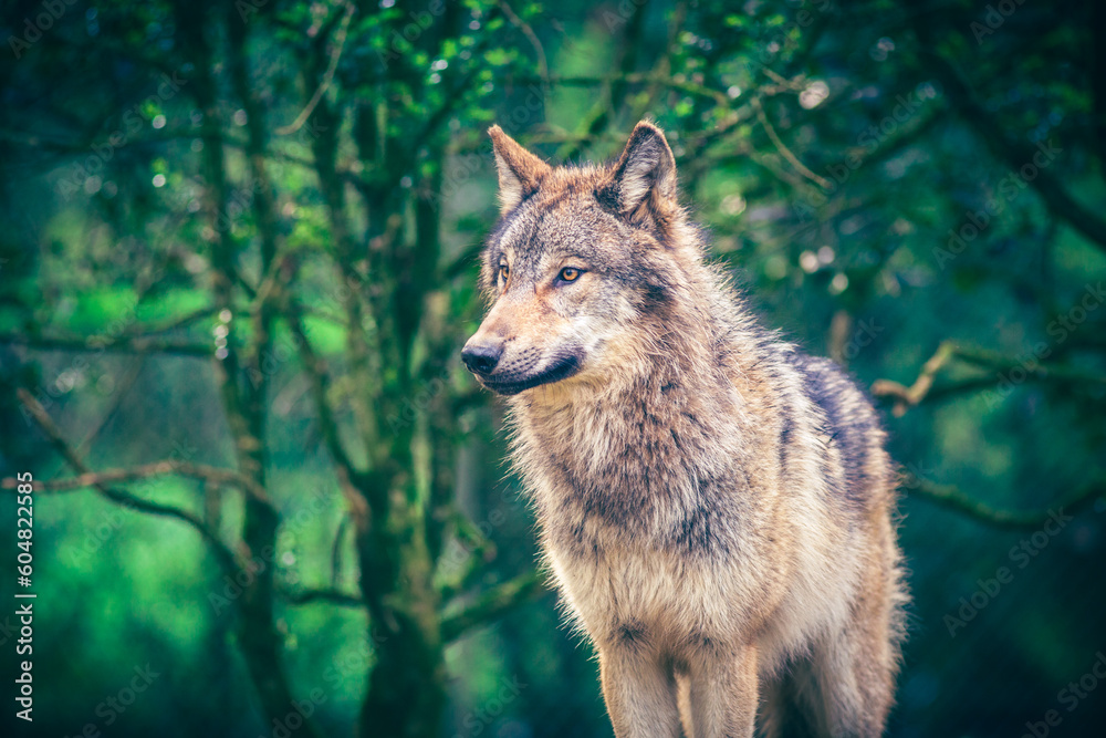 Fototapeta premium Grey wolf (Canis Lupus) standing in the green forest, real photography