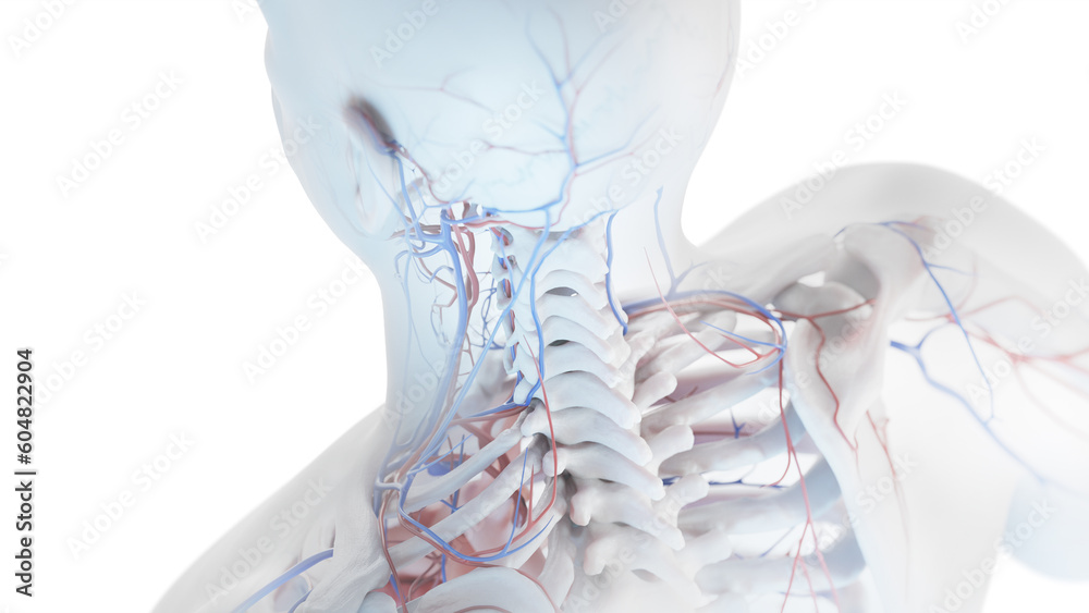 3D Rendered Medical Illustration of Male Anatomy - Cardiovascular System 3D Rendered Medical Illustration of Male Anatomy - Cardiovascular System