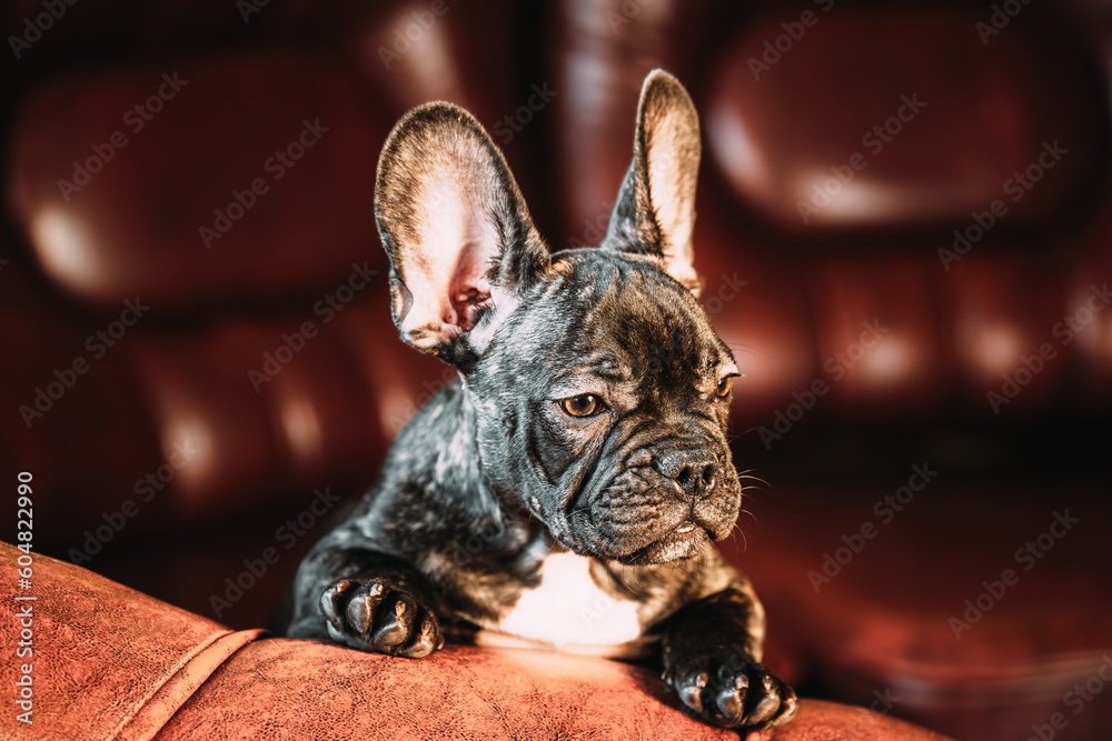 French Bulldog Dog Puppy Peeps Out Curiously. Young Curious Black French Bulldog Dog Puppy Sit On Red Sofa Indoor. Pets Friendship Concept. Lovely Domestic Pets.
