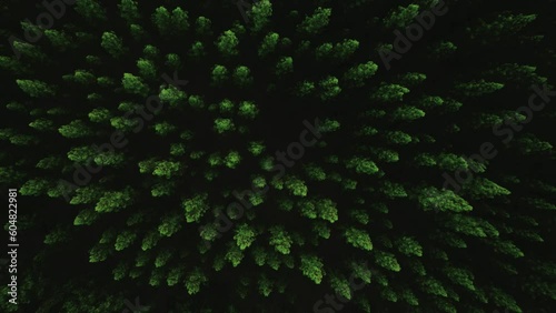 Cinematic Aerial fly drone top view pine forest.