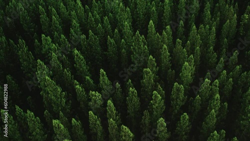 Cinematic Aerial fly drone top view pine forest.