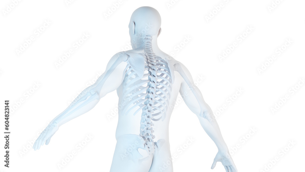 3d medical illustration of a man's skeletal system 3d medical illustration of a man's skeletal system