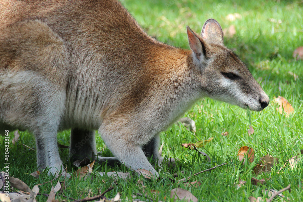 wallaby in a zoo in australia