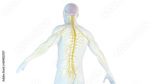 3D Rendered Medical Illustration of Male Anatomy - Nervous System.