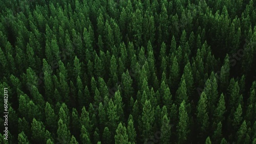 Cinematic Aerial fly drone top view pine forest.