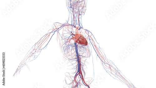 3D Rendered Medical Illustration of Male Anatomy - Cardiovascular System