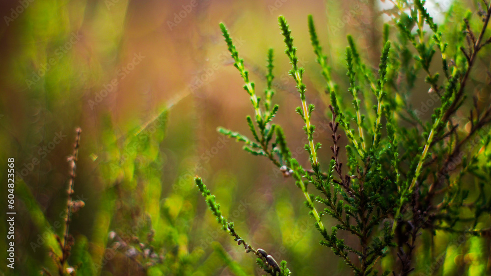 Macro de fougères et de bruyères sauvages, dans un environnement verdoyant Macro de fougères et de bruyères sauvages, dans un environnement verdoyant