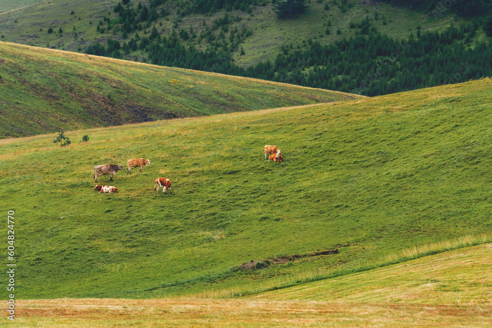 Free range cows grazing on green pasture land, Dairy farm livestock cattle on Zlatibor hills.