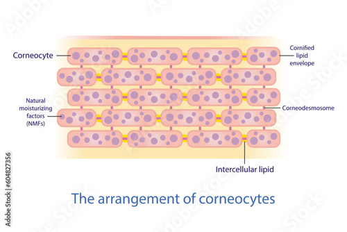 The arrangement of corneocyte, skin cells vector on white background. Bricks and Mortar structure, model. Intercellular stratum corneum physiological lipids. Skin care concept illustration.