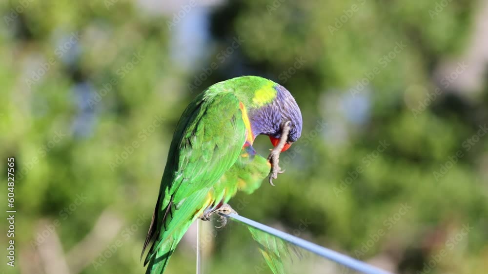 Close Up Footage of Loriini Bird Stock Video Adobe Stock