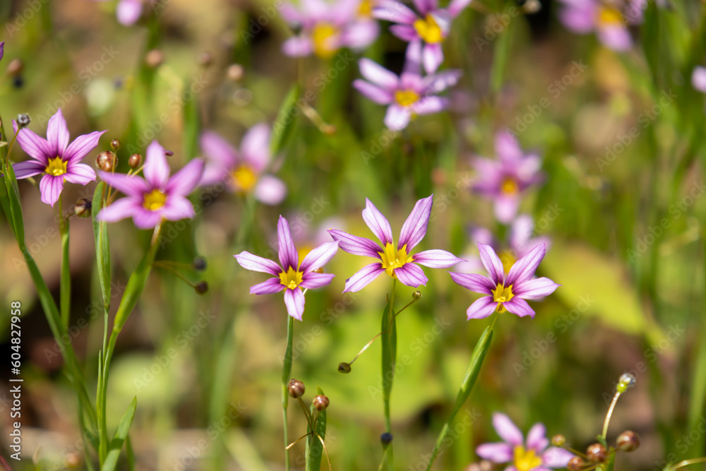 Fototapeta premium ニワゼキショウの花