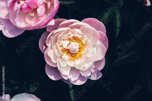 Fototapeta Naklejka Na Ścianę i Meble -  Beautiful fresh delicate pastel pink peony flowers in full bloom in the garden, dark green leaves, close up. Summer natural floral background.