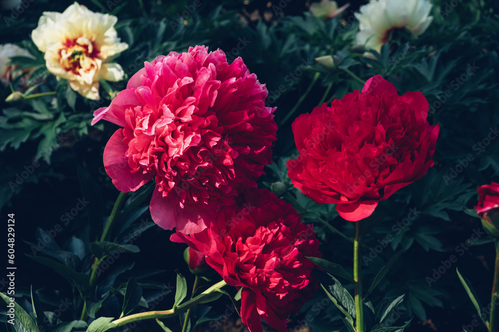 Close up of beautiful blooming red peony flower in the garden, green leaves background. Summer blooms. Close up of beautiful blooming red peony flower in the garden, green leaves background. Summer blooms.