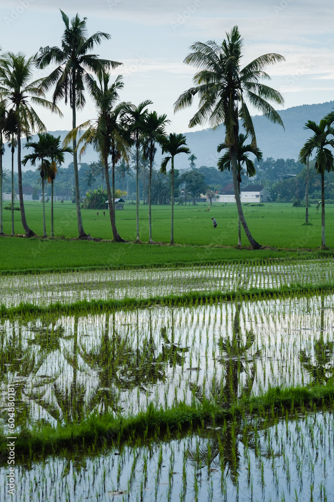 Fototapeta premium View of rice fields flooded with water, against the backdrop of palm trees, landscape.