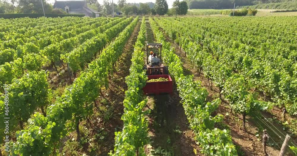 Parcelle de vigne pendant les vendanges