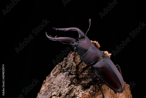 枝にいるノコギリクワガタの黒背景の写真 photo