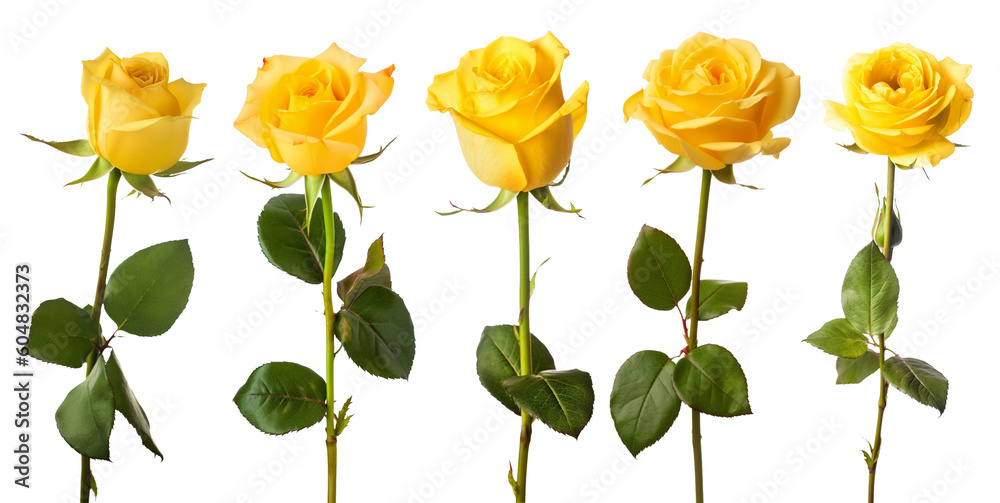 set of isolated yellow rose flowers. Created with Generative AI - obrazy, fototapety, plakaty 