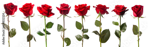 set of isolated red rose flowers. Created with Generative AI