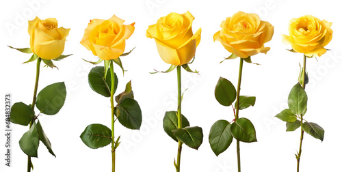 set of isolated yellow rose flowers. Created with Generative AI