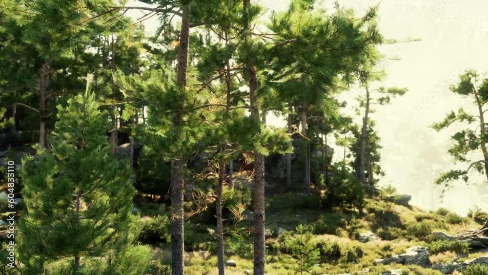 coniferous forest grows on rocky cliffs and is buffeted by winds coniferous forest grows on rocky cliffs and is buffeted by winds