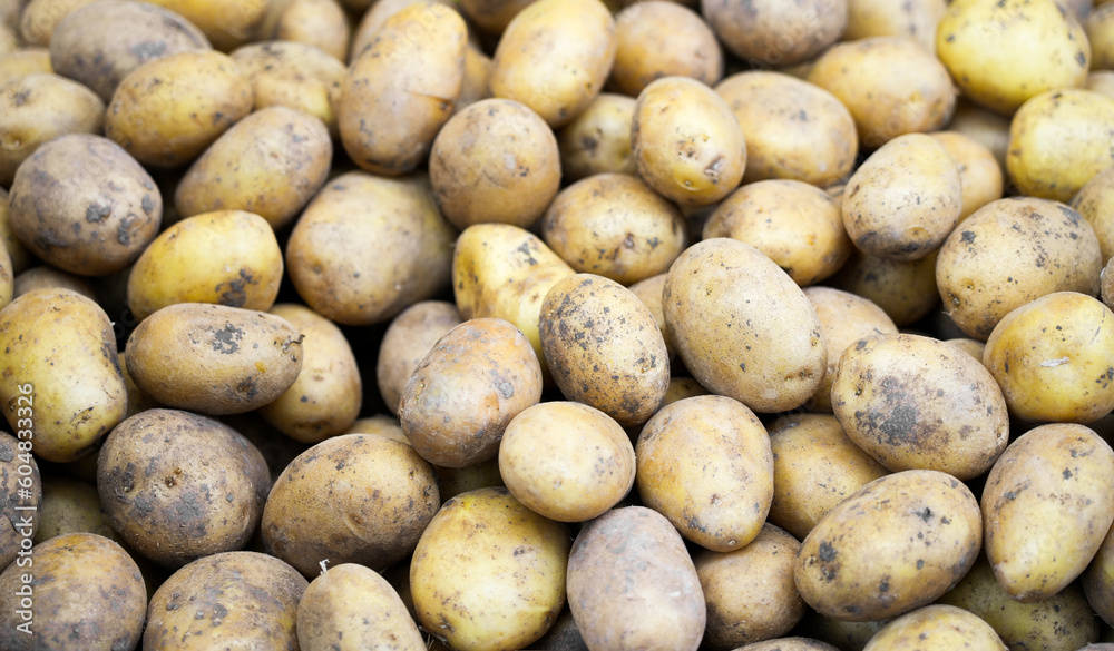 Fresh Potatoes. Vegetable background. Potato harvest.
Fresh Potatoes. Vegetable background. Potato harvest.